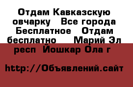 Отдам Кавказскую овчарку - Все города Бесплатное » Отдам бесплатно   . Марий Эл респ.,Йошкар-Ола г.